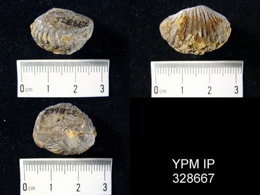 undet. Brachiopoda
