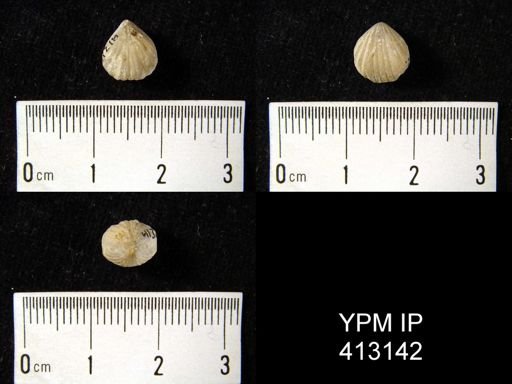Rostricellula?
