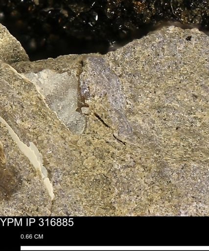 undet. Mollusca