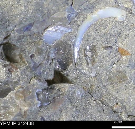 undet. Bivalvia