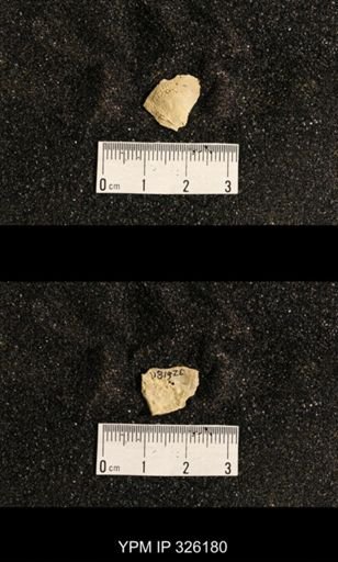Neochonetes sp.