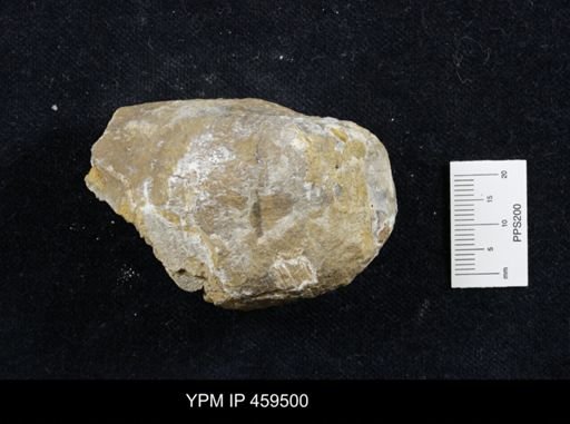 Echinoconchus moorei