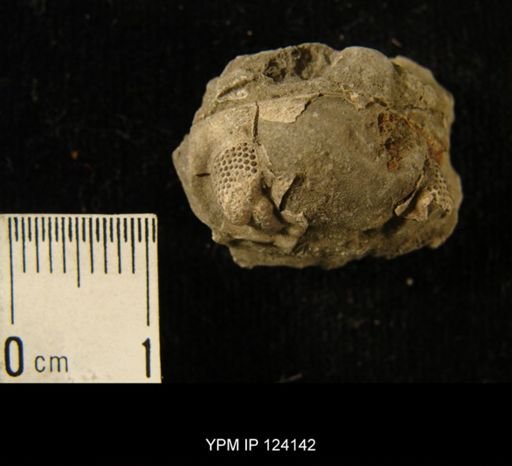 Phacops rana