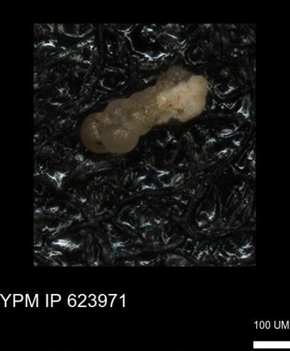 undet. Heterohelicidae