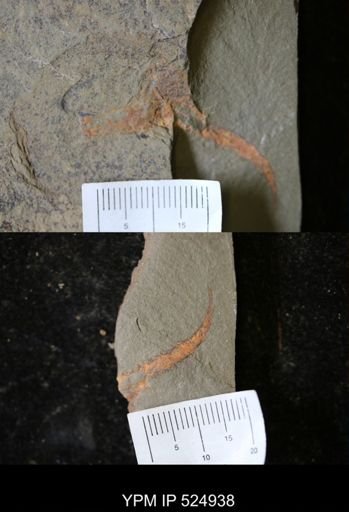 undet. Arthropoda