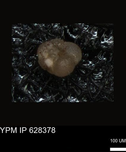 undet. Foraminiferida