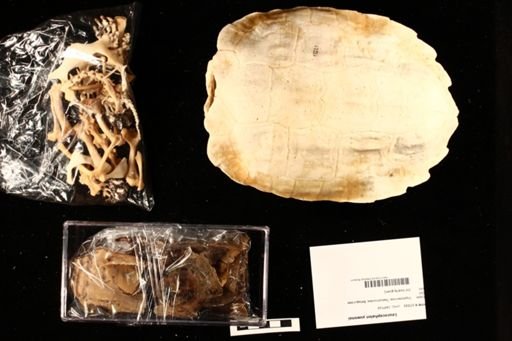Leucocephalon yuwonoi