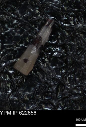 undet. Echinoidea