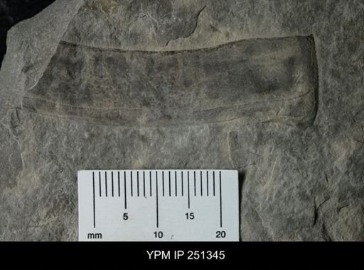 undet. Eurypterida