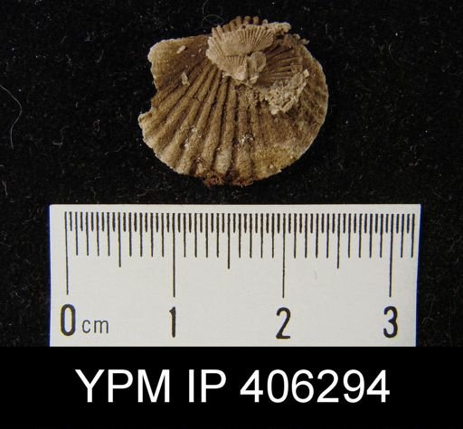 Plectorthis sp.