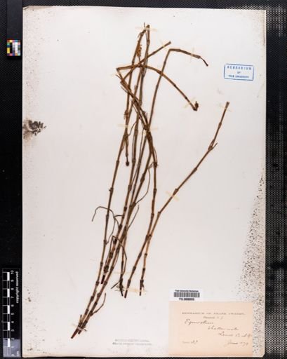 Equisetum