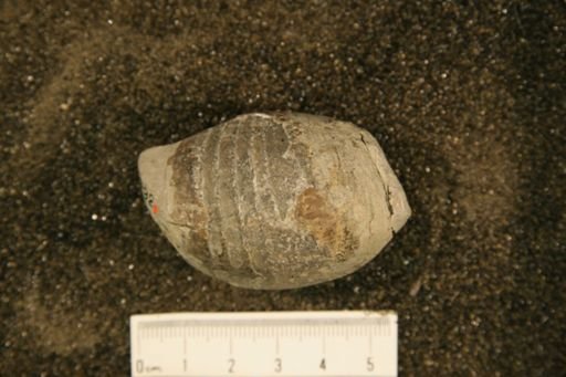 Amphicyrtoceras futile