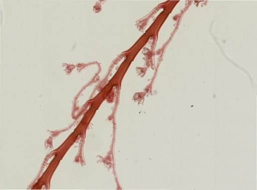 Plumularia