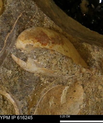 Protocardia subquadrata