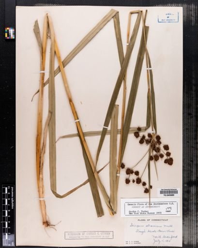 Scirpus atrovirens