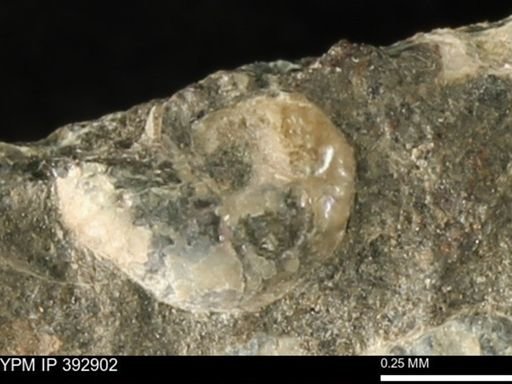 Scaphites sp.