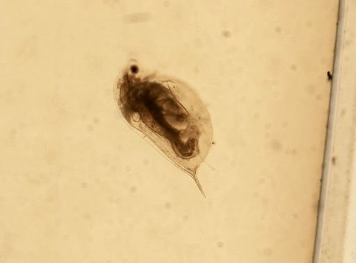 Daphnia pulex