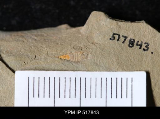 undet. Synziphosurina