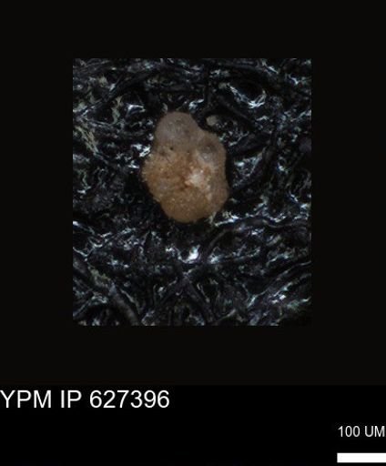 undet. Foraminiferida