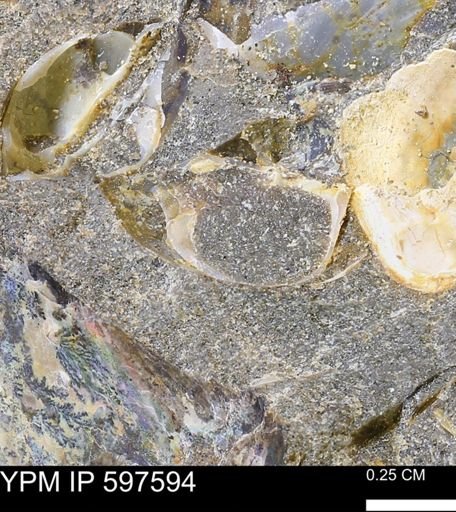 undet. Bivalvia