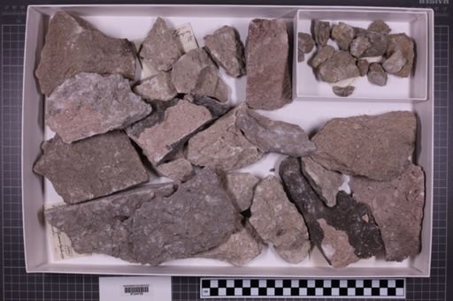 mixed taxa, stratigraphic collection