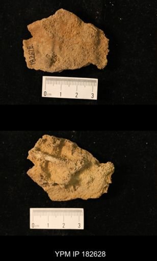 Labechia sp.