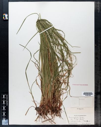 Carex debilis