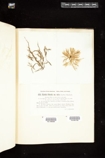 Pylaiella littoralis var. varia