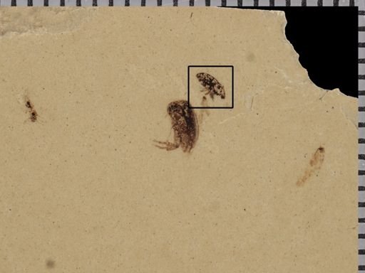 undet. Curculionidae