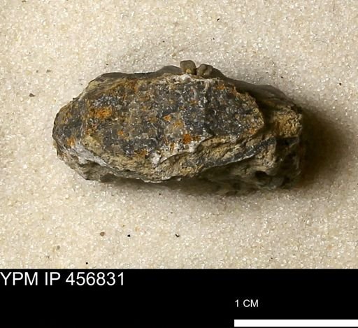 Stropheodonta sp.