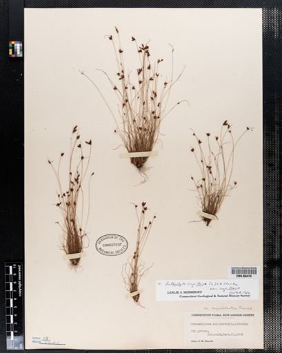 Bulbostylis capillaris