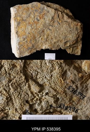 undet. Stelleroidea