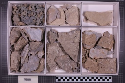 mixed taxa, stratigraphic collection