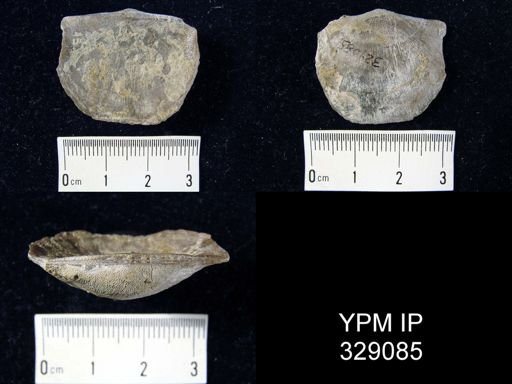Stropheodonta demissa