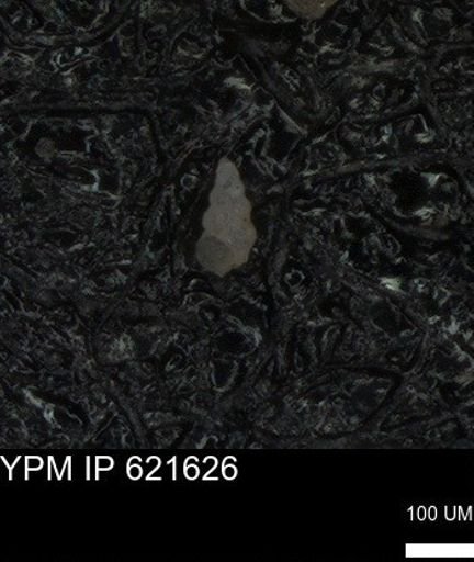 undet. Heterohelicidae