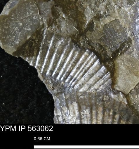 Oxytoma (Hypoxytoma) sp.