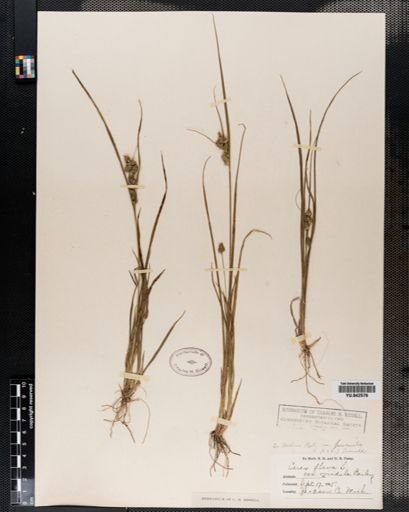 Carex viridula