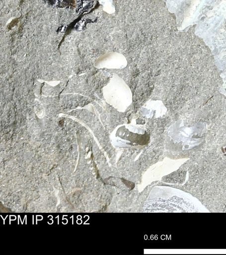 undet. Bivalvia