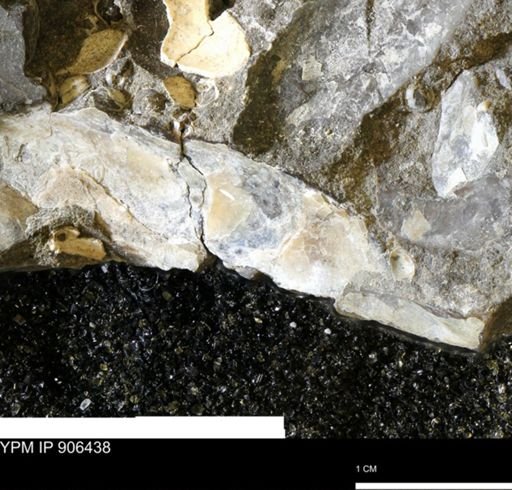 undet. Ostreacea