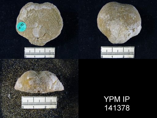 Productus sp.