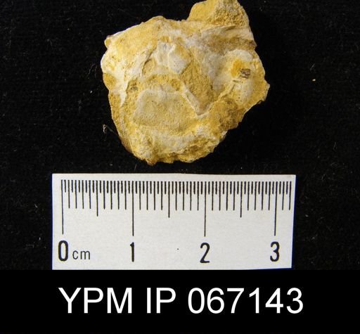 Stropheodonta canace