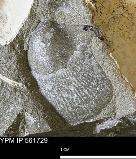 Oxytoma (Hypoxytoma) nebrascana