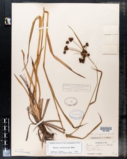 Scirpus hattorianus