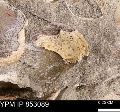 Limopsis striatopunctatus