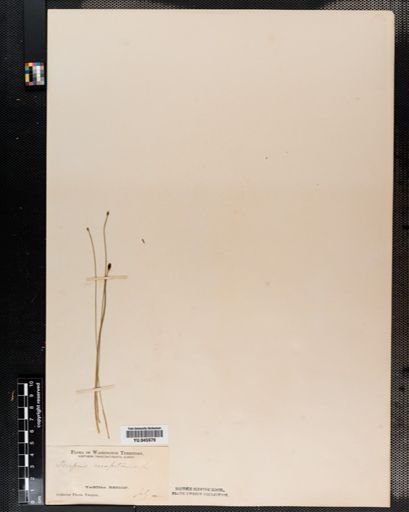 Scirpus caespitosus