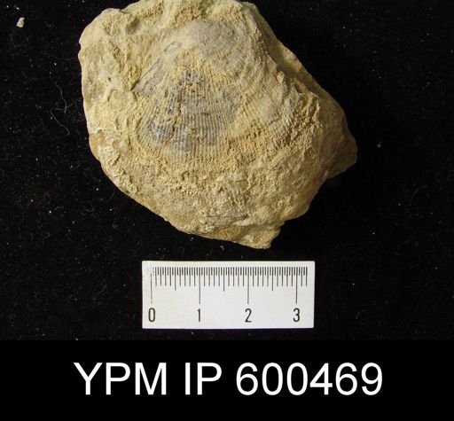Productus sp.