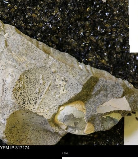 undet. Ammonoidea