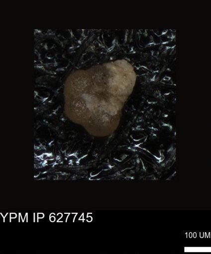 undet. Foraminiferida