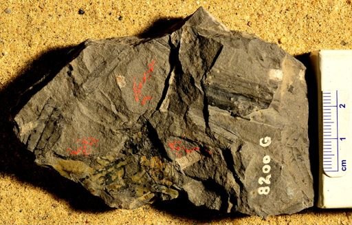 Lepidostrobus variabilis