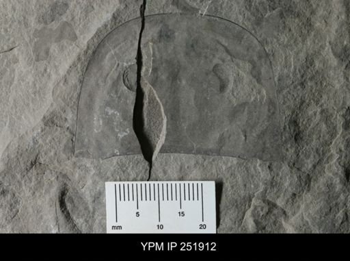 Eurypterus sp.